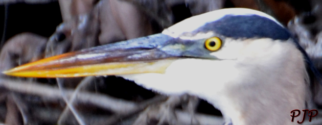 Great Blu Heron | Florida Everglades - February 2015